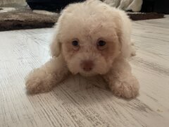 Bichon de plus dragalas