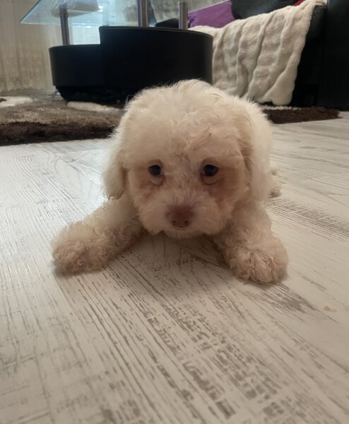 Bichon de plus dragalas