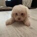 Bichon de plus dragalas