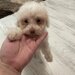 Bichon de plus dragalas